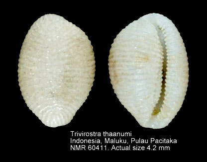 Trivirostra thaanumi.jpg - Trivirostra thaanumiCate,1979